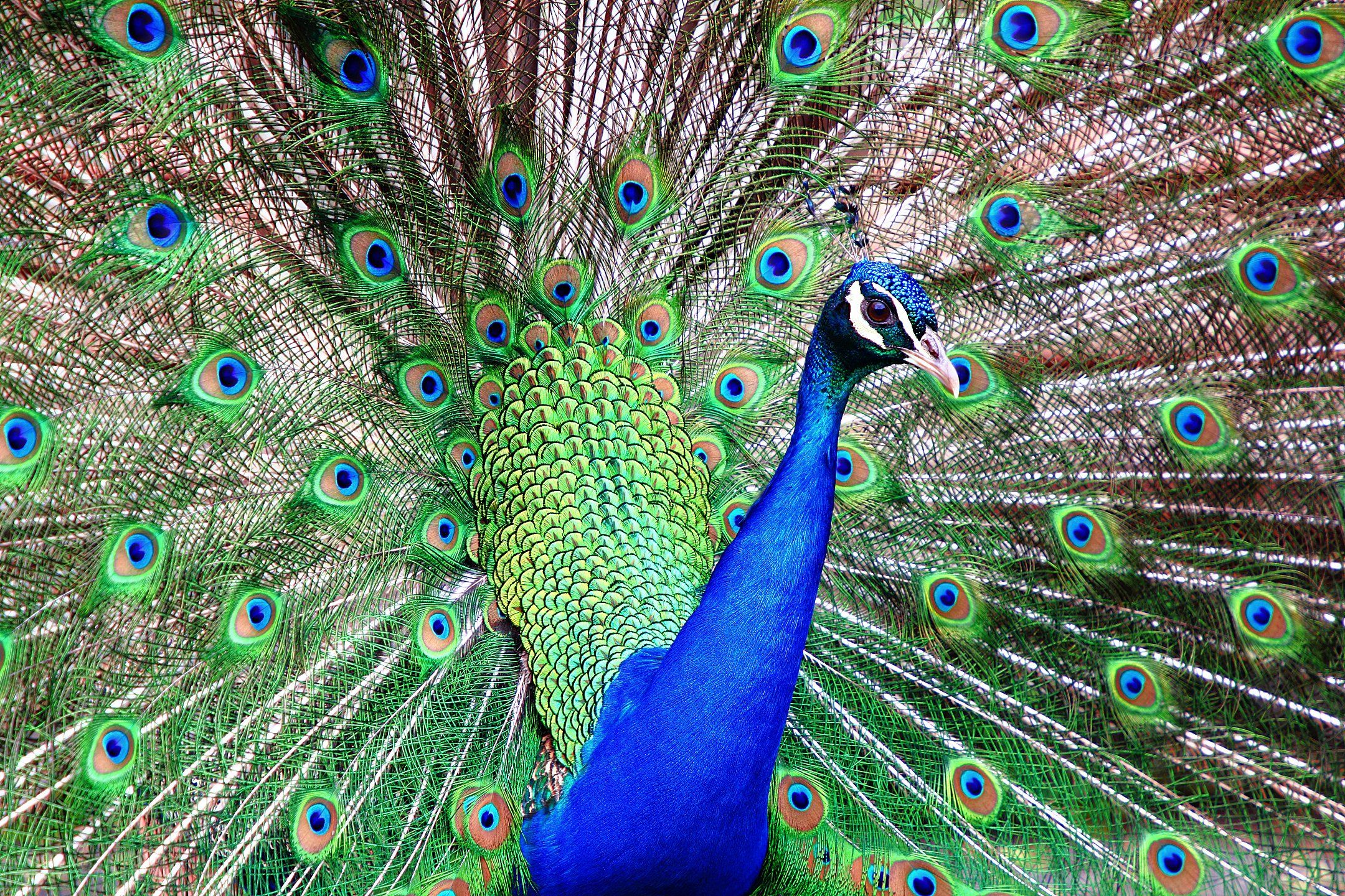 птица, птичка, птицы, павлины, birds, peacocks, muticus, male, phasianinae, phasianidae, Дмитрий Салтыков