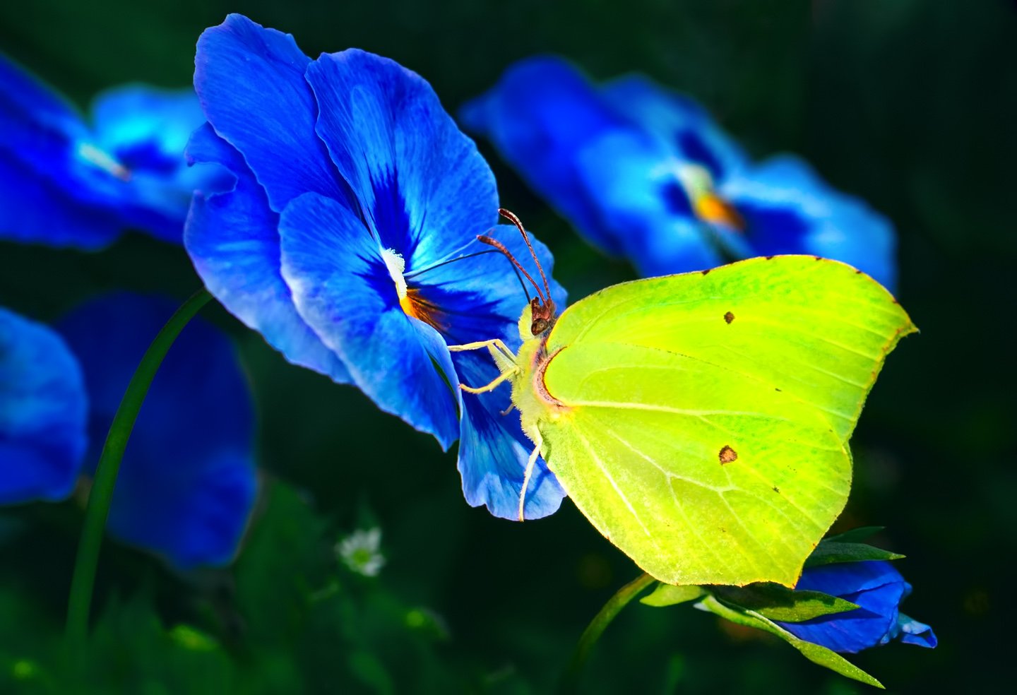 природа, лето, бабочки, крушинница, лимонница, Алёна Сурнина