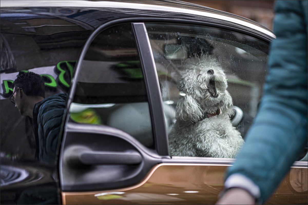 dog, собака, Denis Buchel (Денис Бучель)