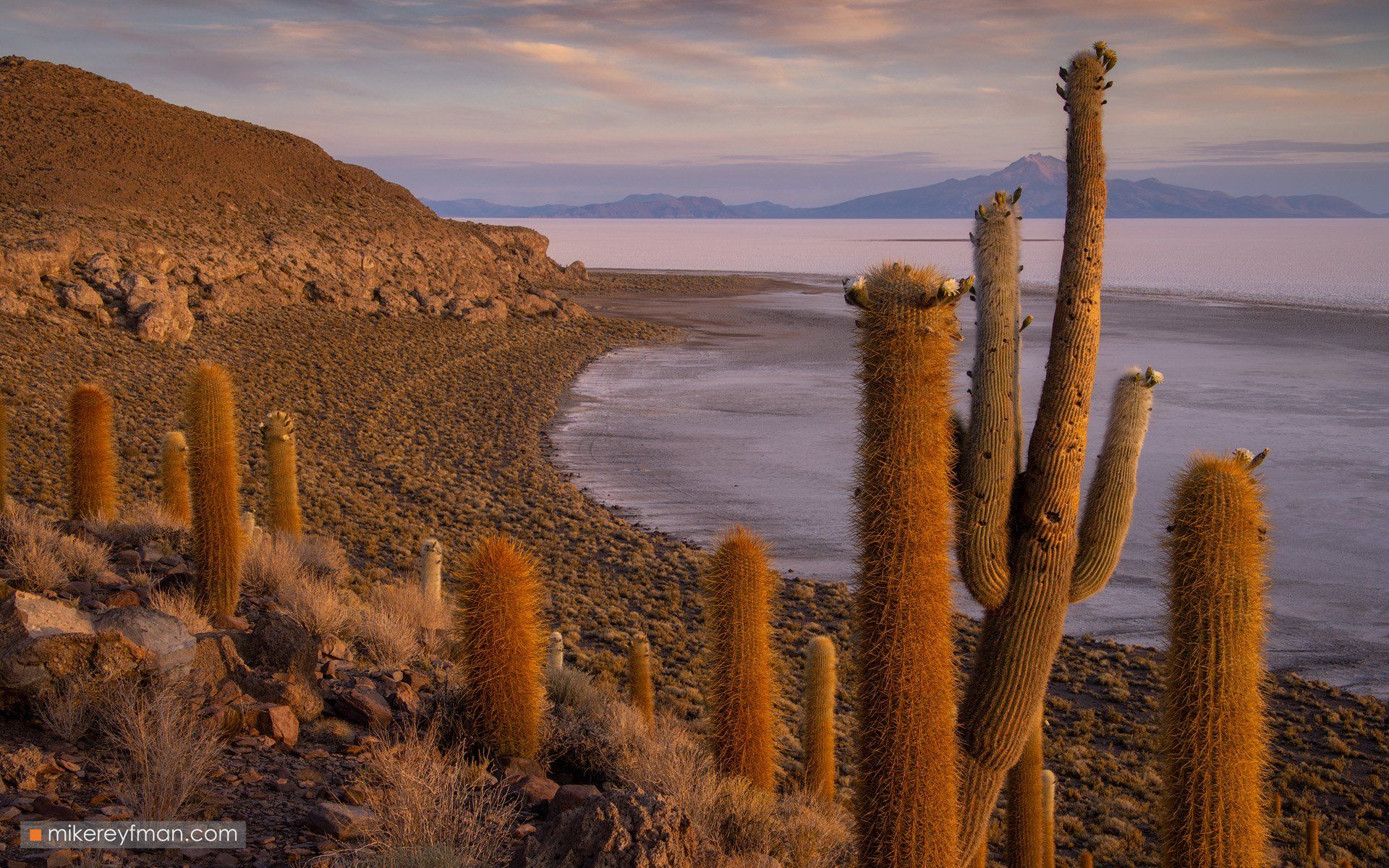 uyuni, bolivia, andes, andesmountains, cactus , southamerica, indigenous, desert, Майк Рейфман