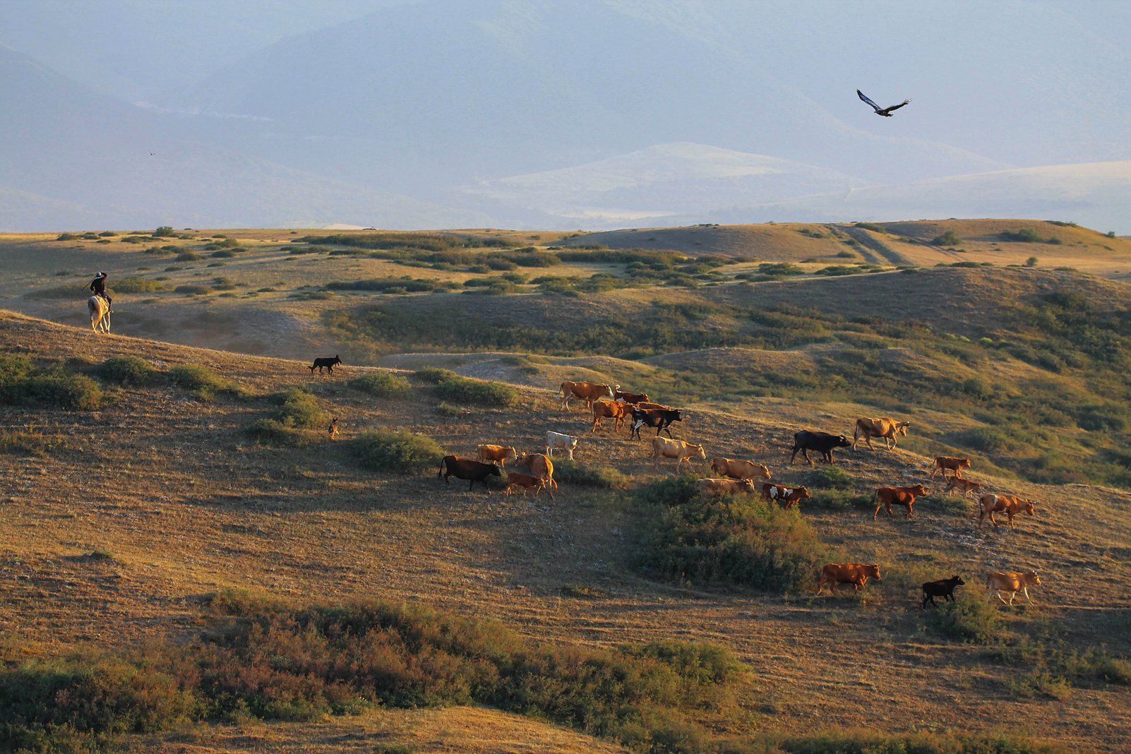 коровы,пастух.орёл,овчарка.природа,горы.лето.пейзаж, Marat Magov