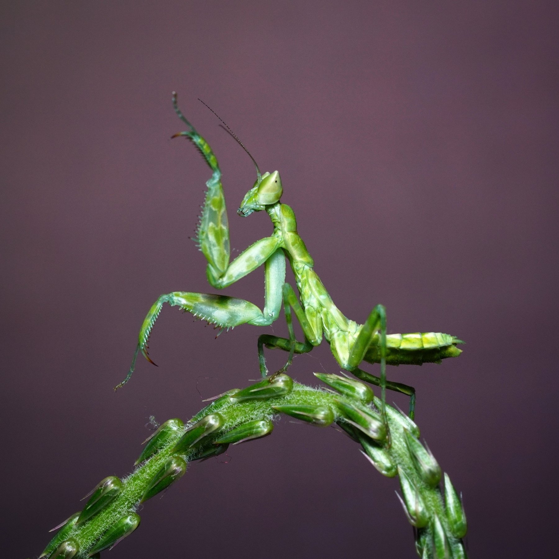 macro, mantis, dancing, green, insect, Rinto Adhitama Wahjuni