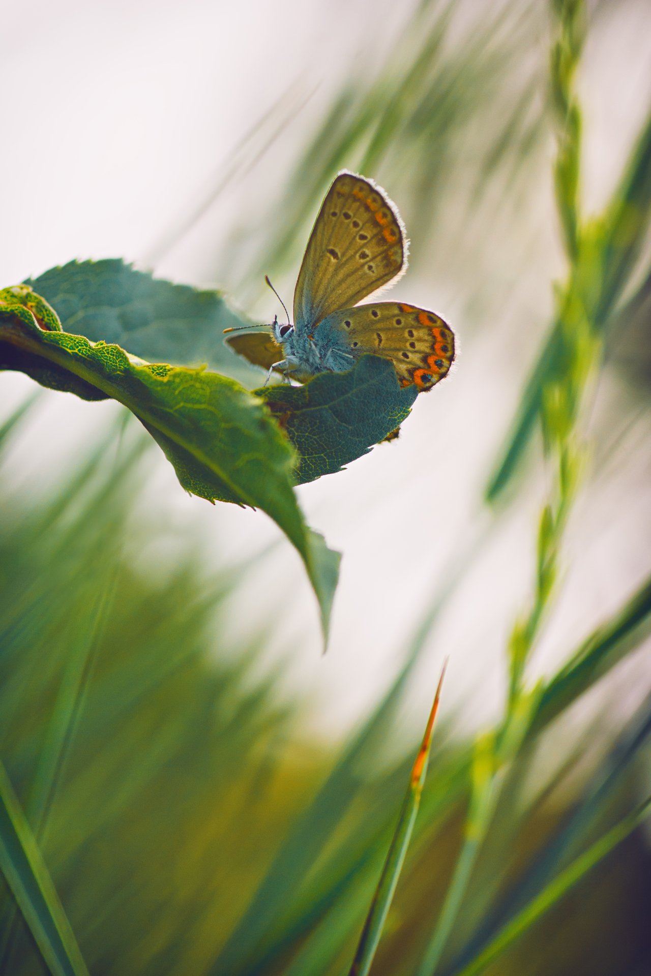 бабочка,лист,трава,солнце,крылья,свет,блик,цветок, Юрий Котов