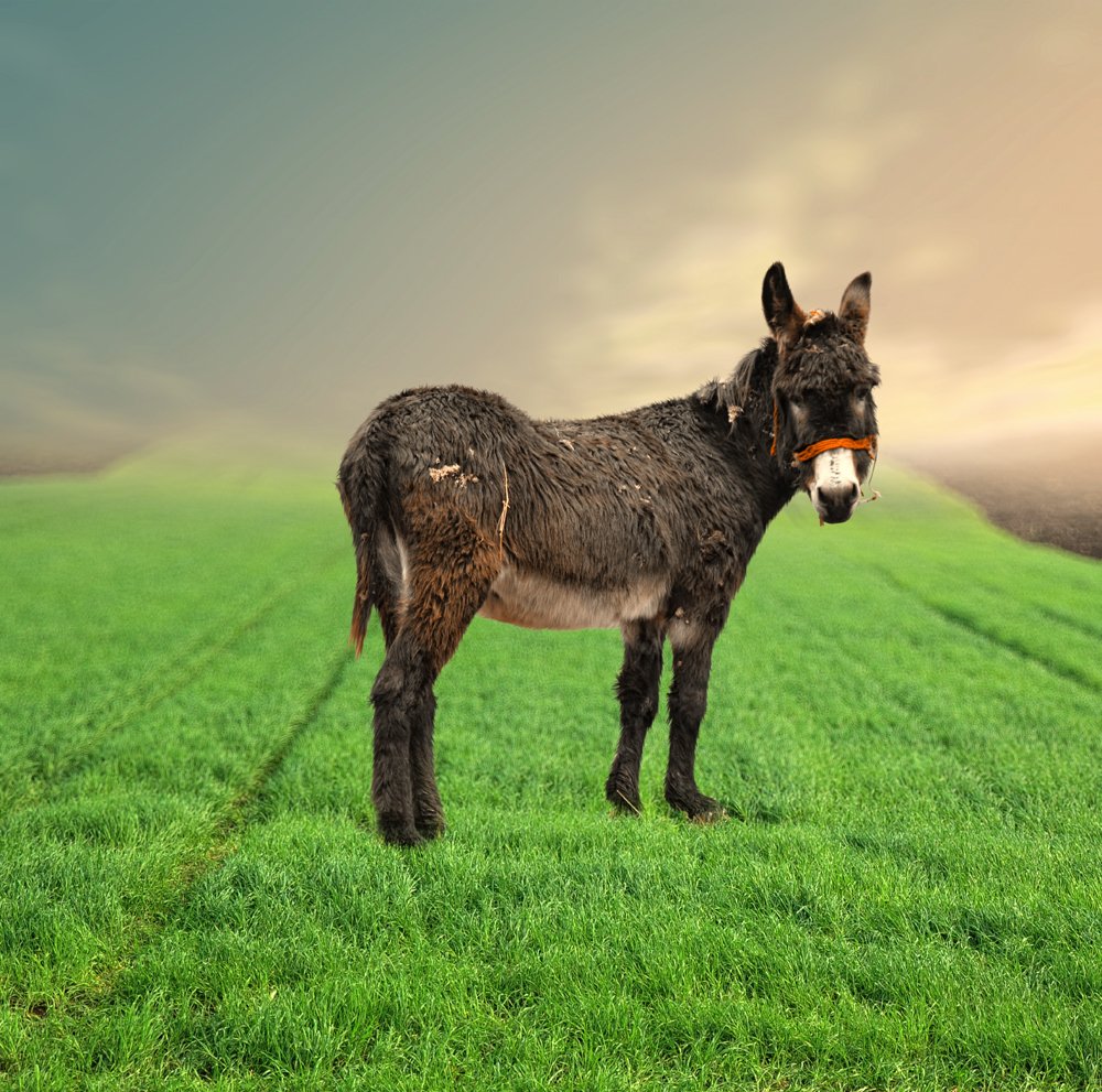donkey, grass, green, wheat, field, light, Caras Ionut