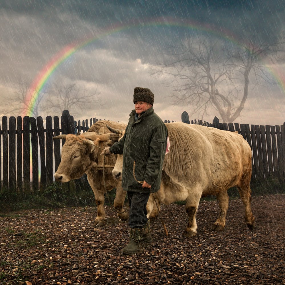 sky, rainbow, clouds, tree, man, alone, fence, wood, stone, cow, worker, Caras Ionut