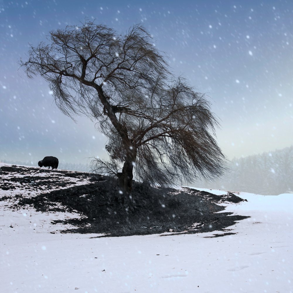 sky, forest, winter, clouds, tree, white, snow, alone, black, pine, flakes,, Caras Ionut