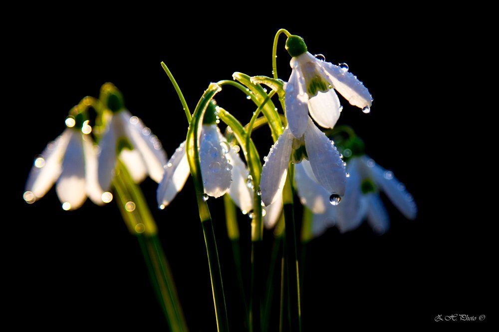 rain, drops, bokeh, snowbells, Zdravko