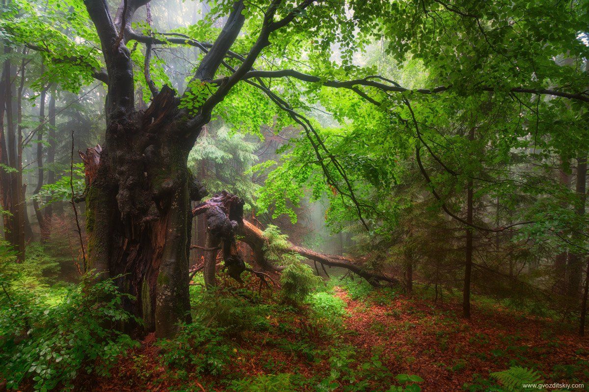 карпаты, лес, Гвоздицкий Алексей