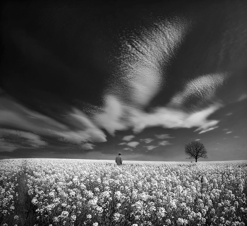 sky, man, tree, clouds, meadows, fields, Valeri Simov