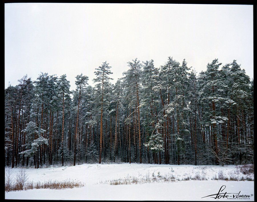 лес, пленка, слайд, velvia 50 120, природа, пейзаж, зима, фото вдвоем, foto-vdvoem, Екатерина foto-vdvoem Малькова