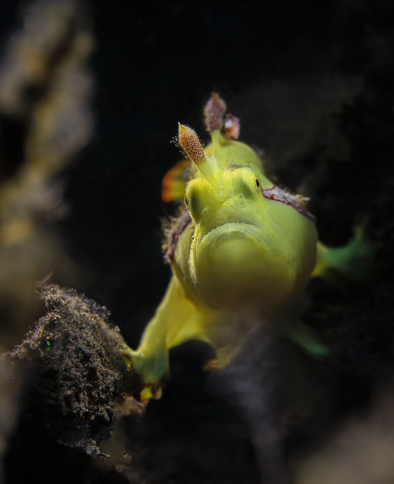 Antennarius maculatus, juvenile., Sergey Verderevskiy