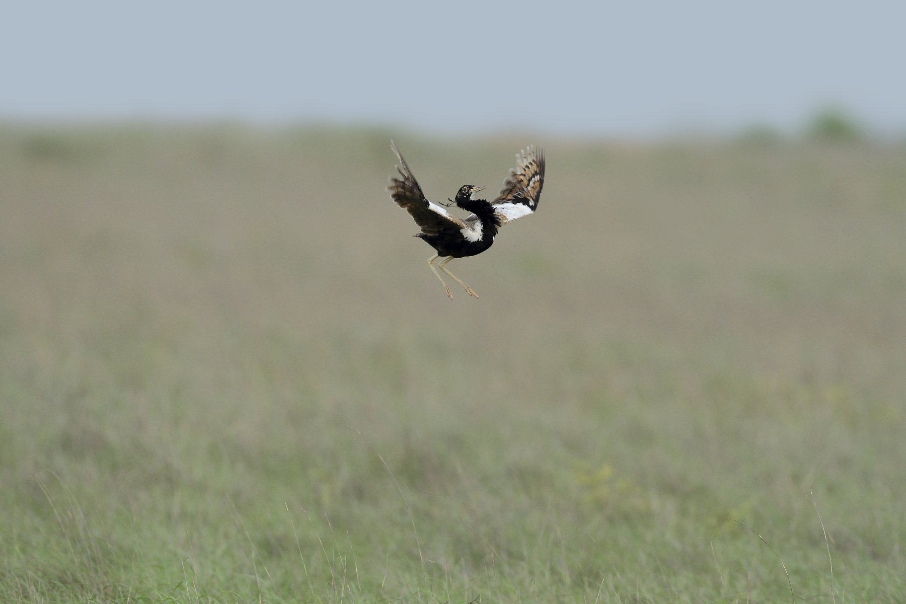 the florican \" beats of grassland \", Ashok Chaudhary