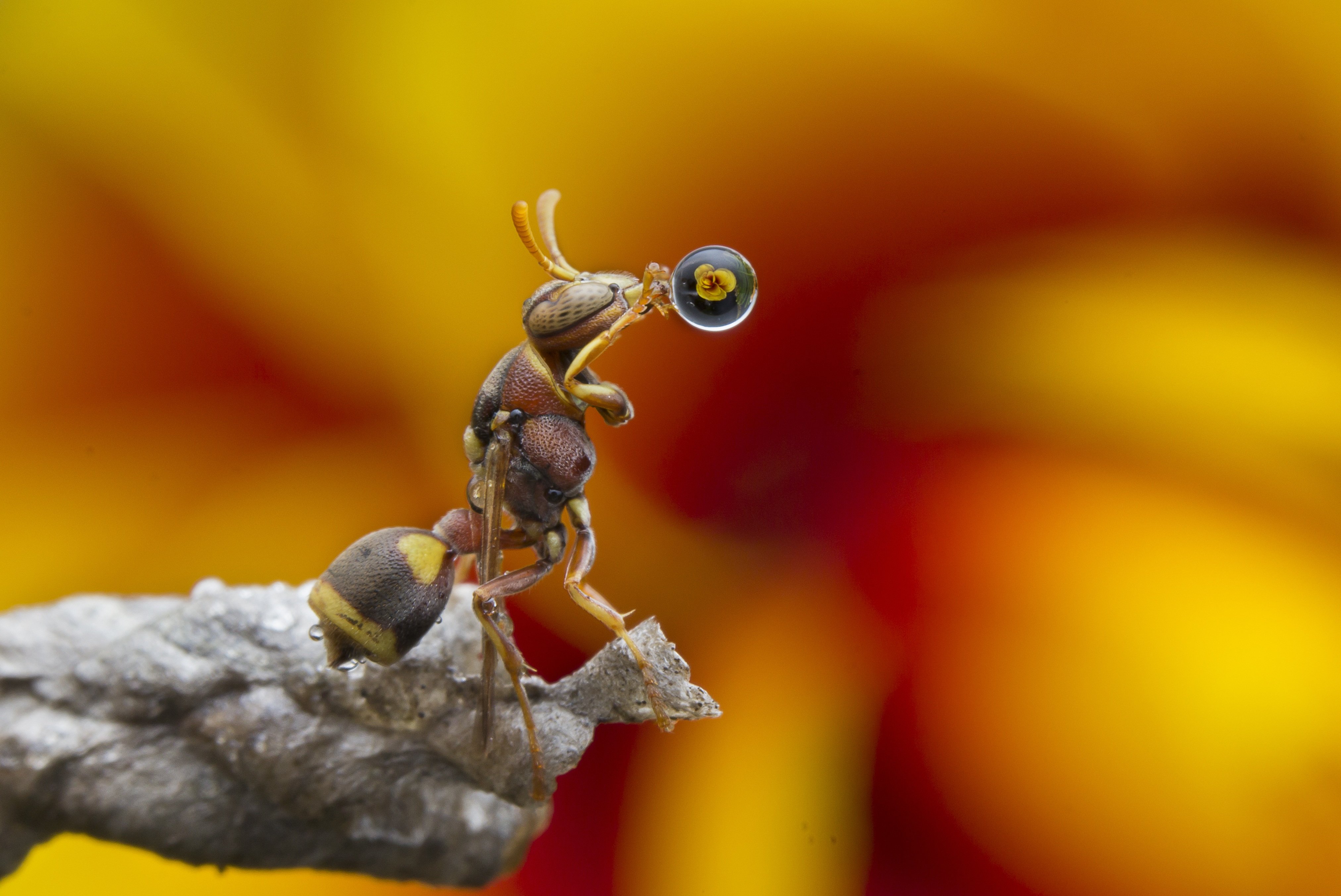 #macro#wasp#reflection#colors#waterbubble, Choo How Lim