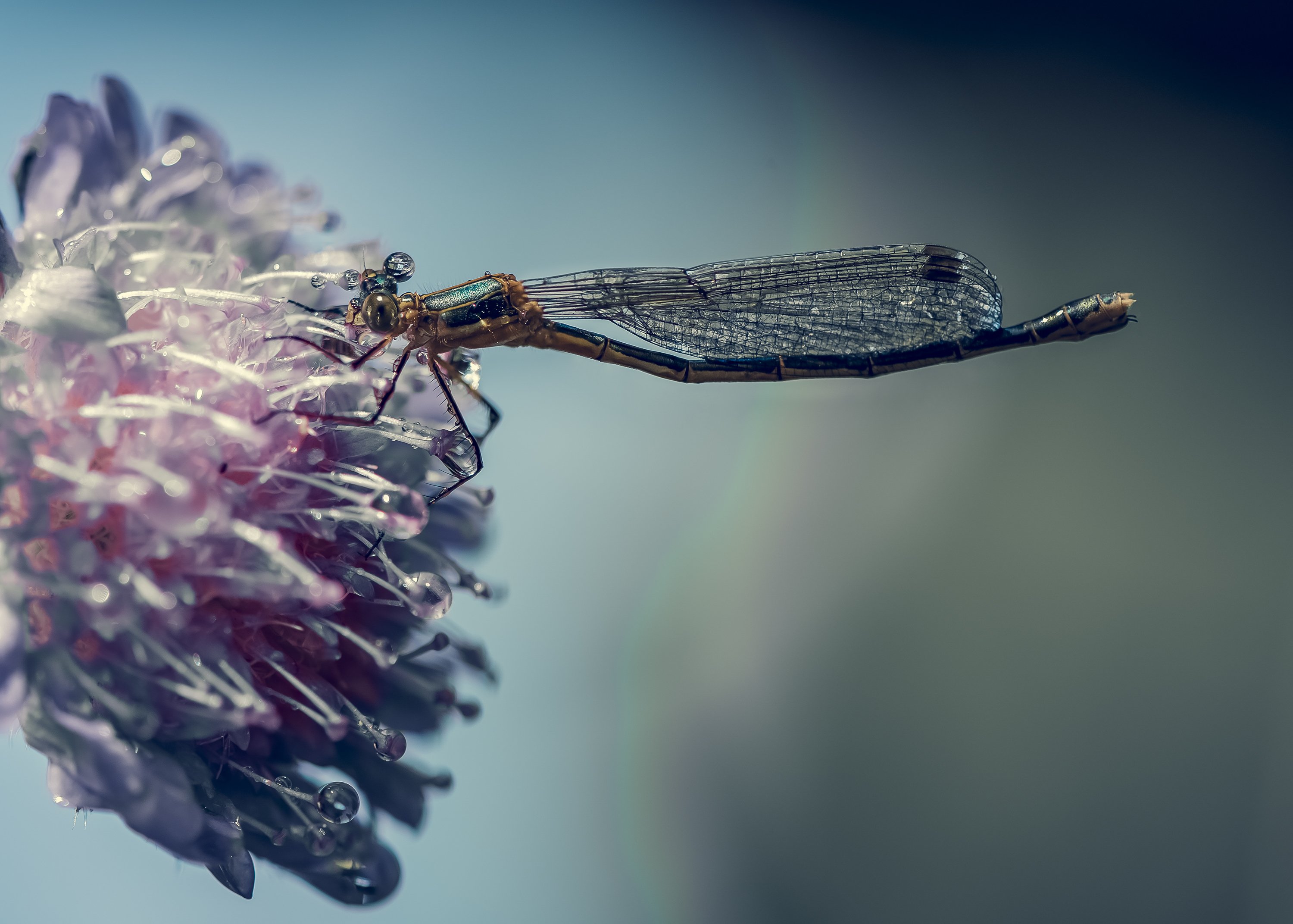 макро стрекоза капли цветок насекомые, Анастасия Третьякова