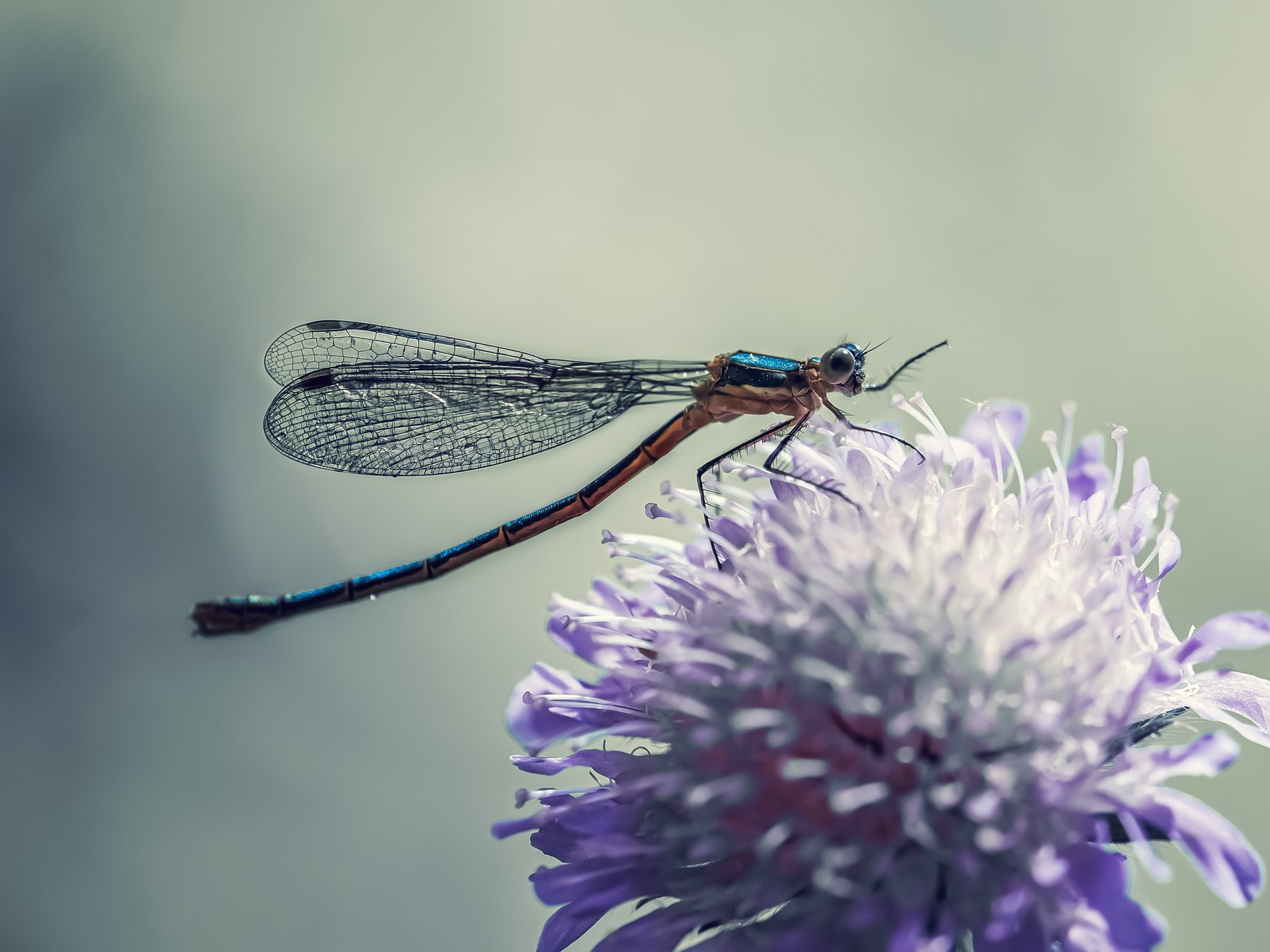 макро стрекоза  цветок насекомые, Анастасия Третьякова
