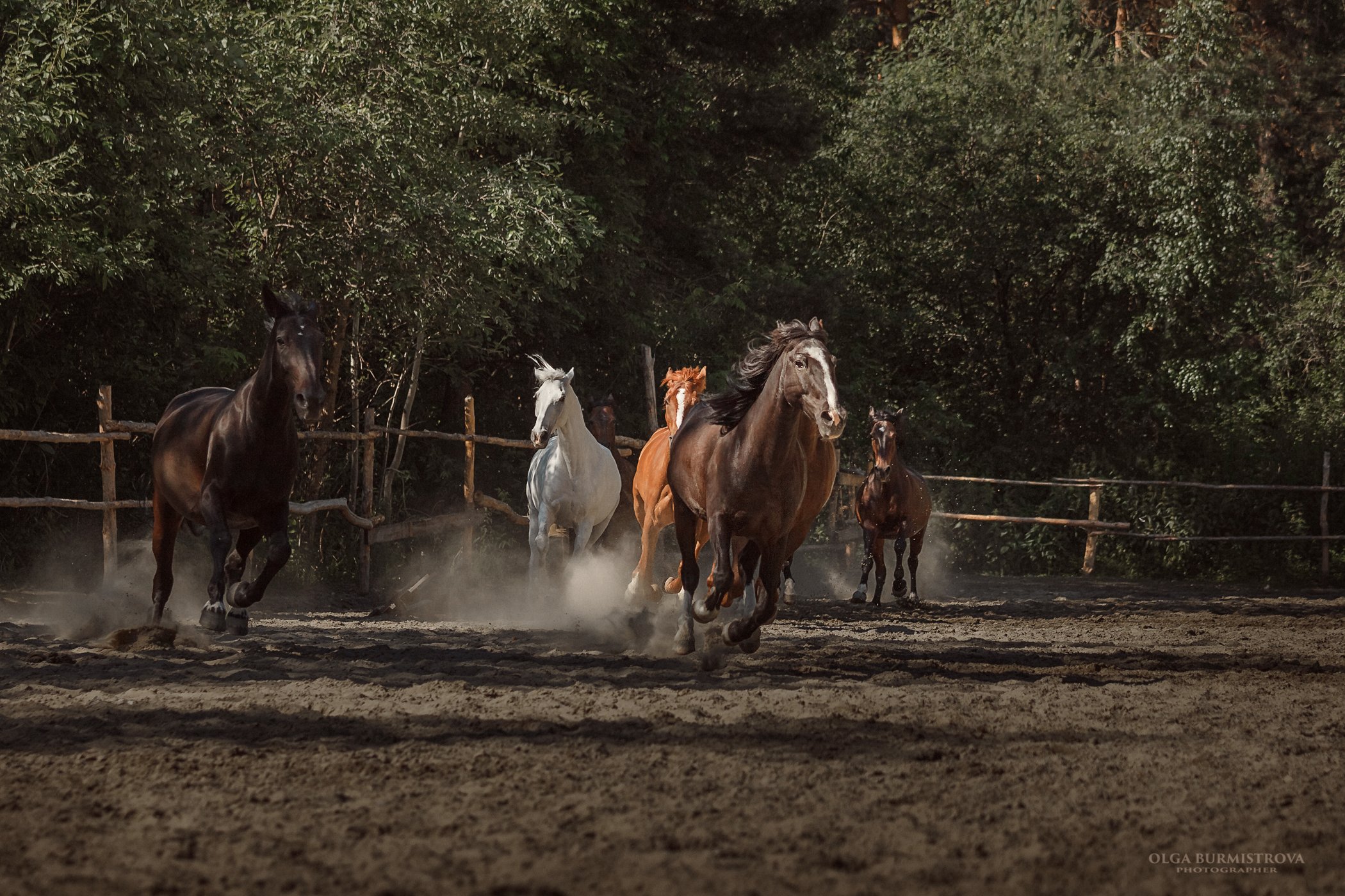 кони, лошади, табун, грива, скачут, Ольга Бурмистрова