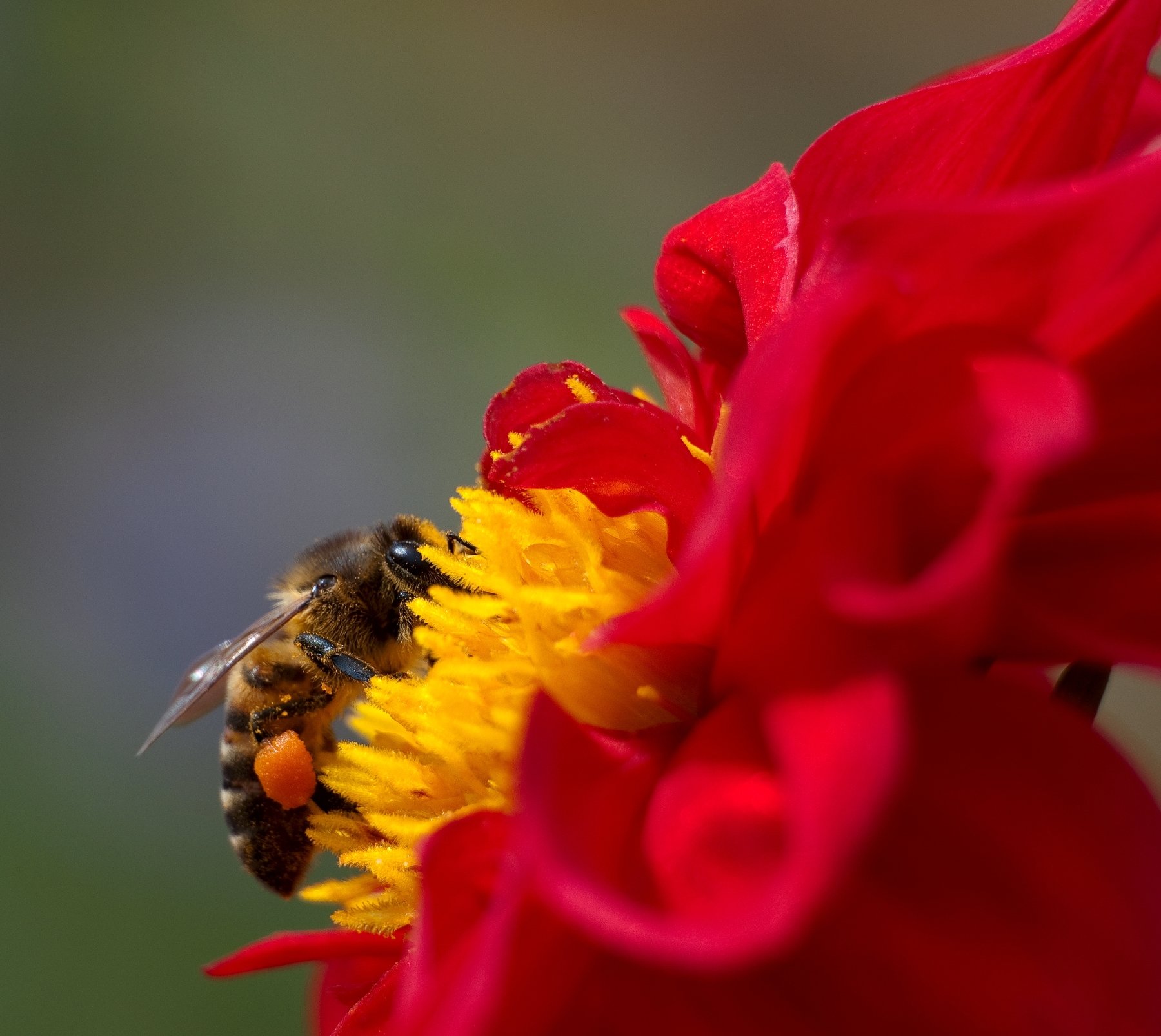 Пчела, цветок, лето, Алтай, Voldemar