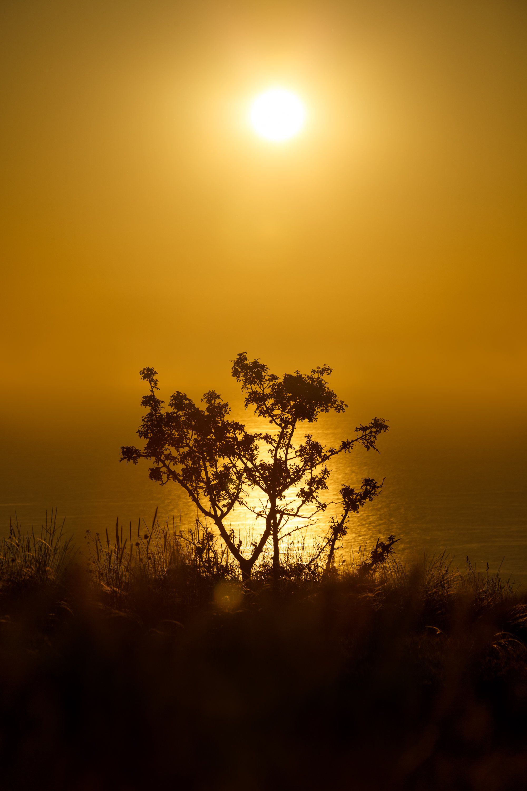 закат, пейзаж, солнце, дерево, Ирина Платонова