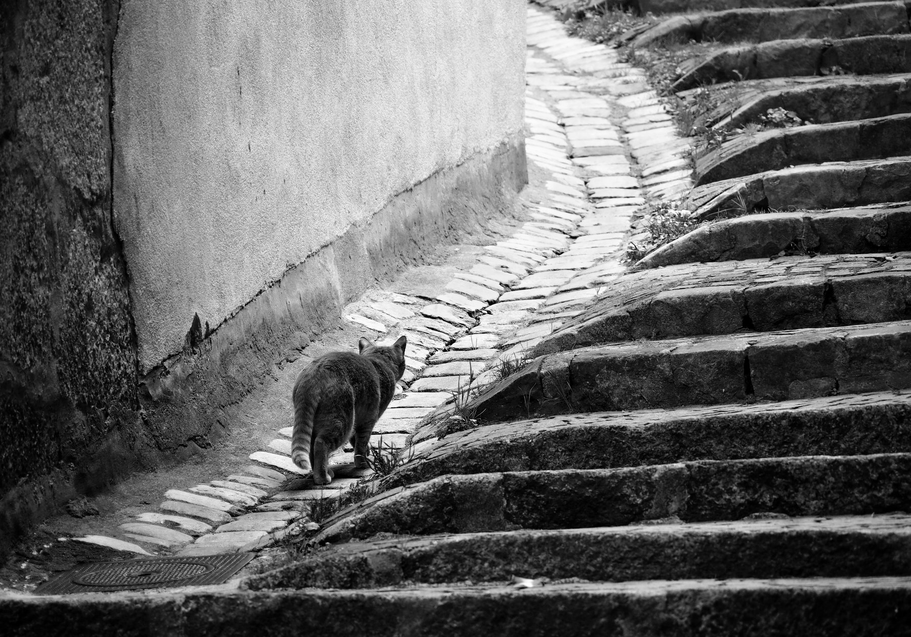 cat, city, path, stairs, way, old, road, animal, monochrome, geometry, stones, wall, Endegor