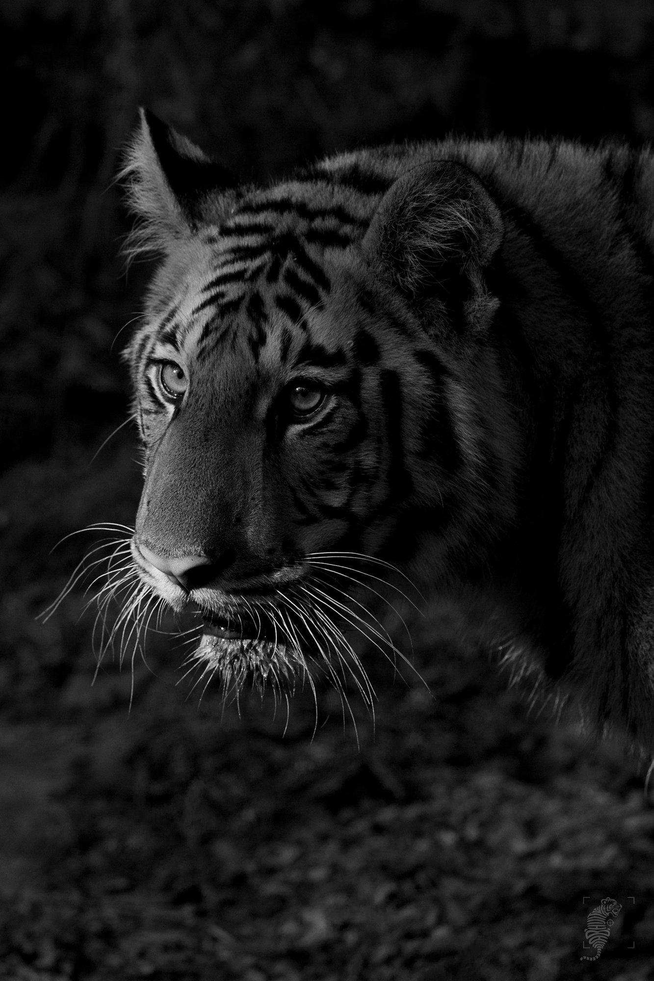 #wildlife #canon #tiger #india #500mm, Abhijit D