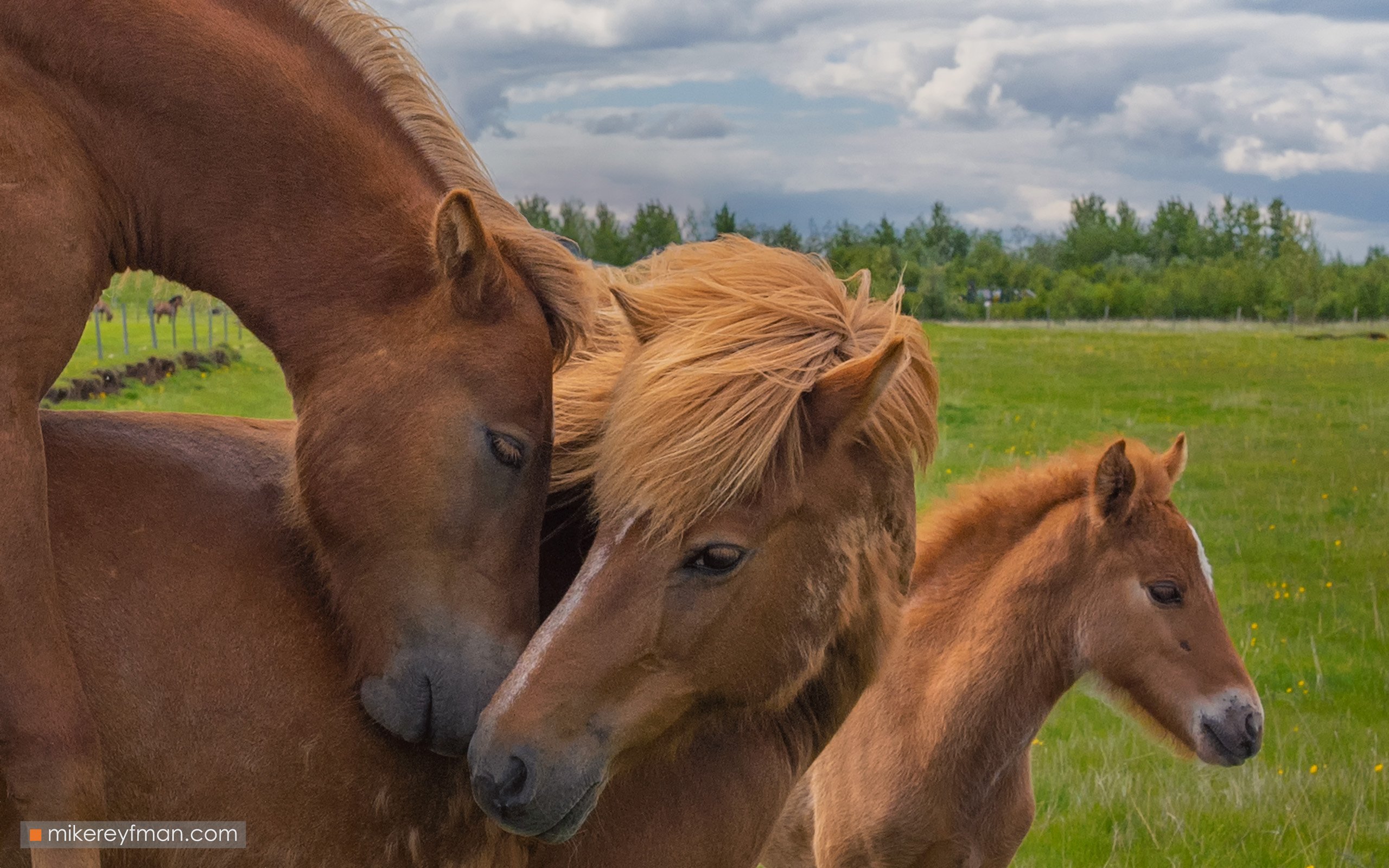 iceland, horses, Майк Рейфман