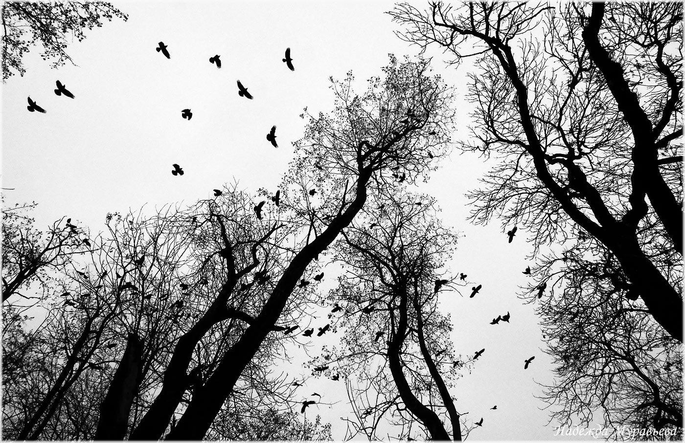 птицы, грачи, черно-белое, Надежда Муравьёва
