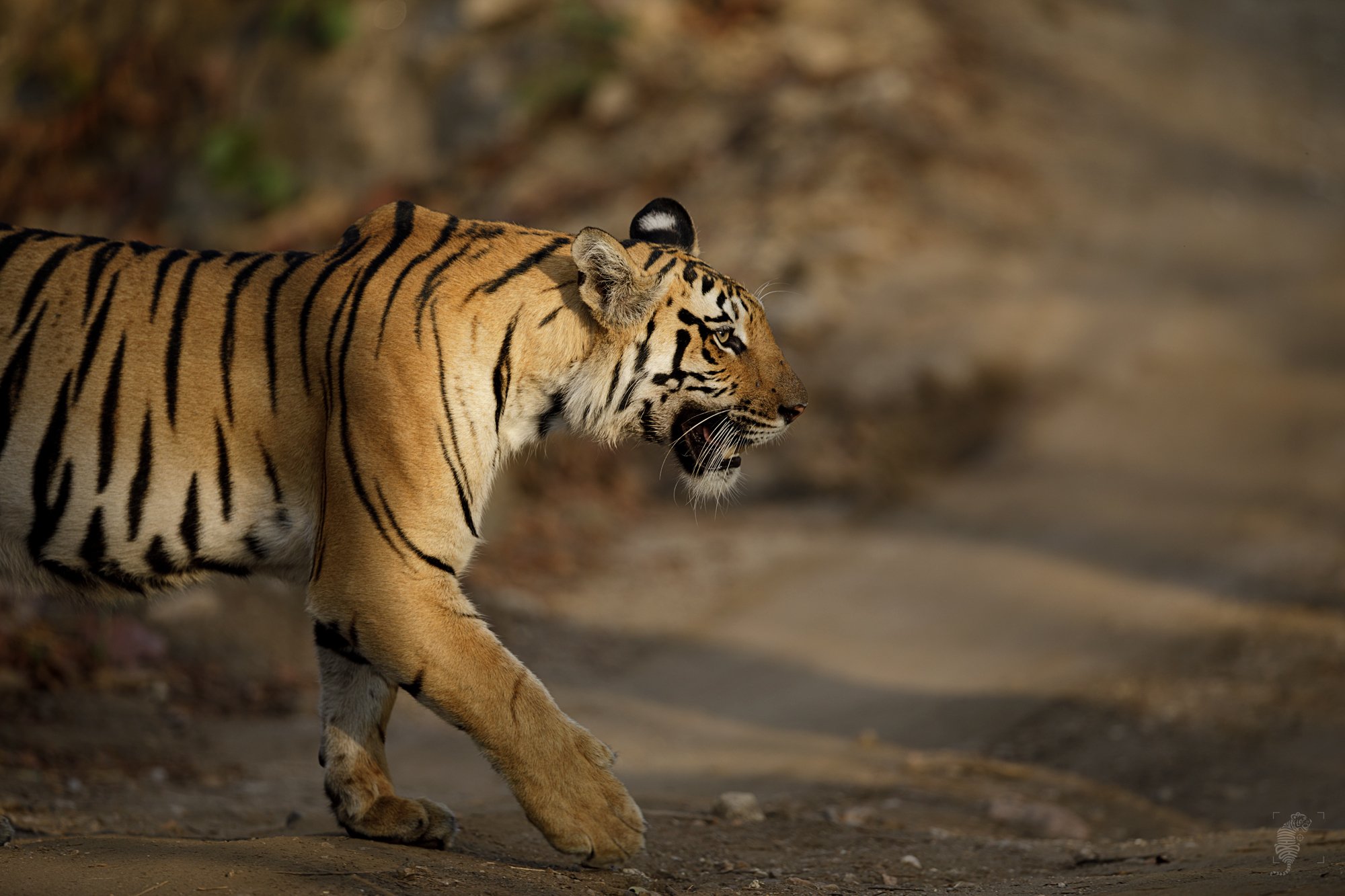 #Wildlife #Canon #India #Tigers #Sunlight #500mm, Abhijit D