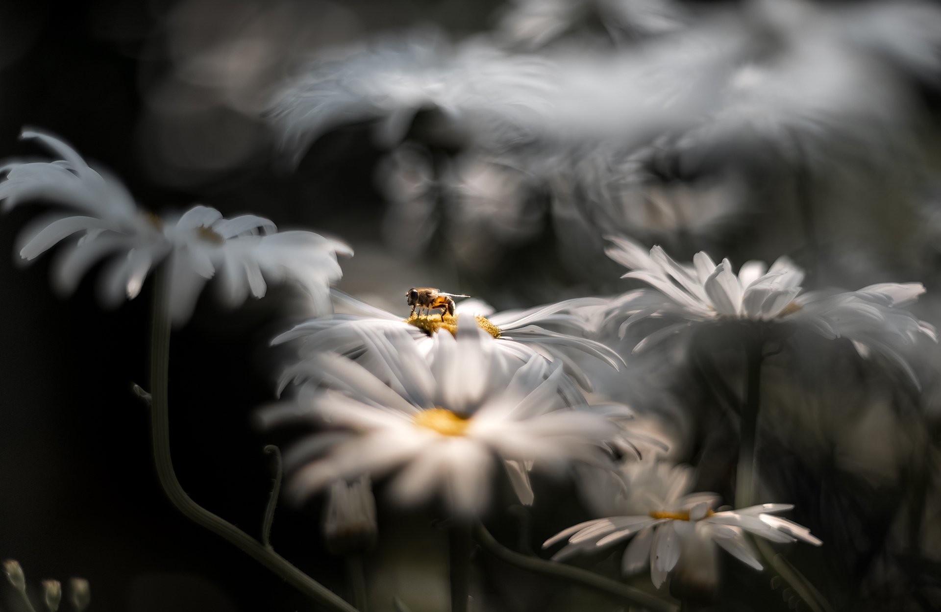 природа, макро, цветы, ромашка, пчела, Неля Рачкова