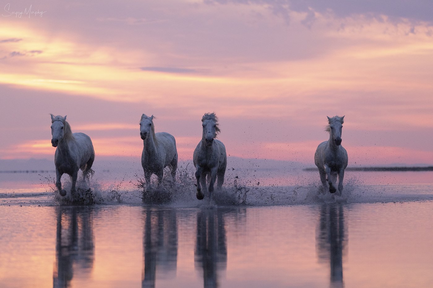 camargue horses sunrise, Sergey Merphy