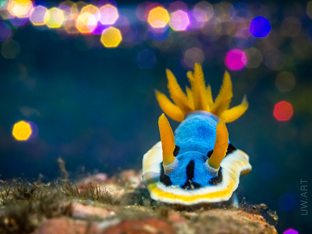 underwater nudibranch uwart macro, Андрей Савин