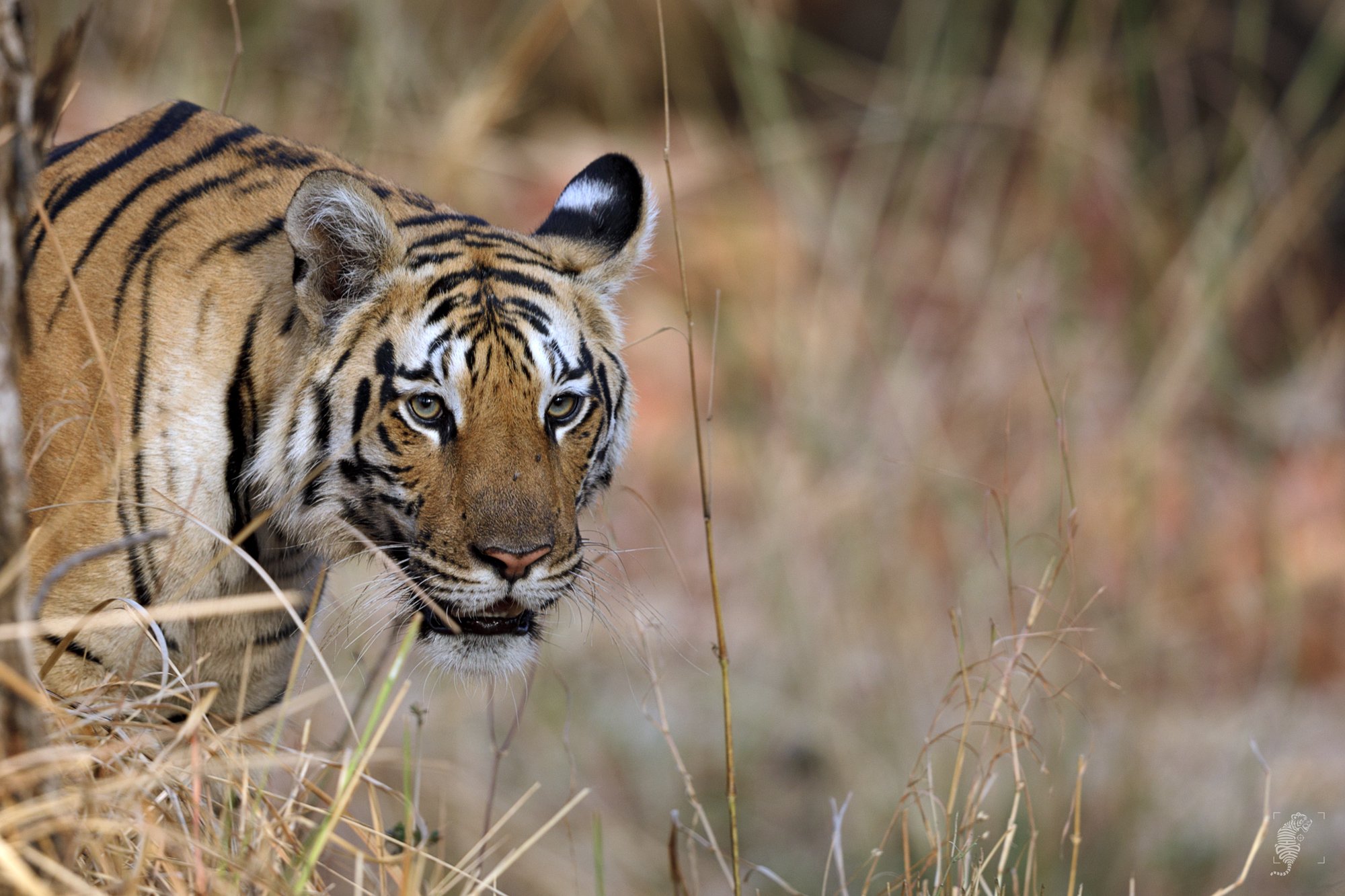 #Wildlife, #INdia #Canon #Tigers #500mm, Abhijit D