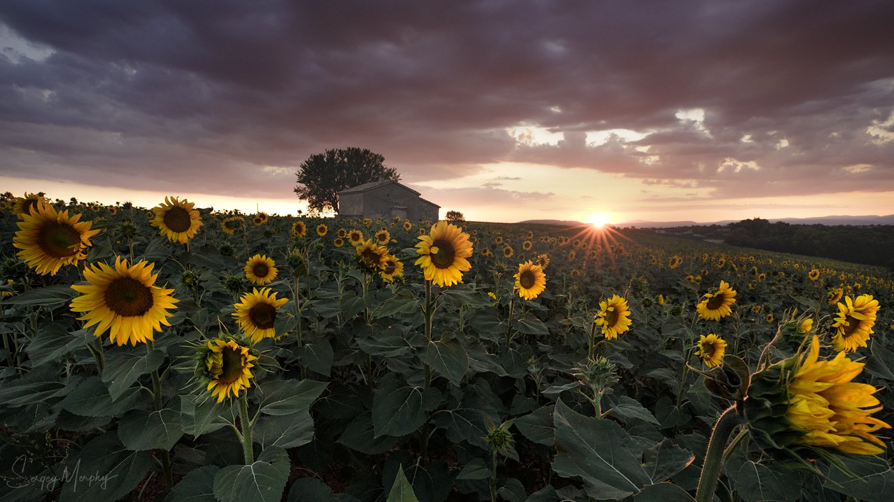 sunset sunflowers provence, Sergey Merphy
