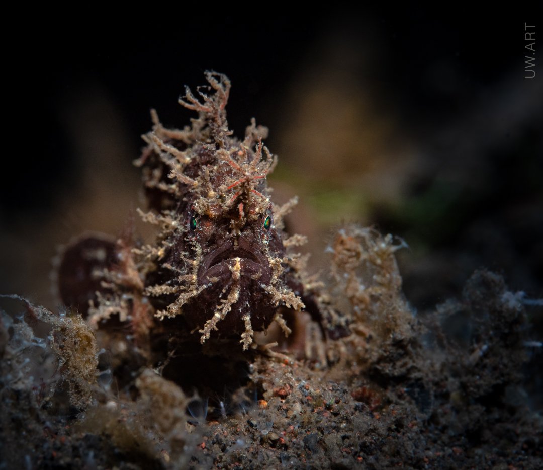 frogfish, face, macro, bali, tulamben, black, Андрей Савин