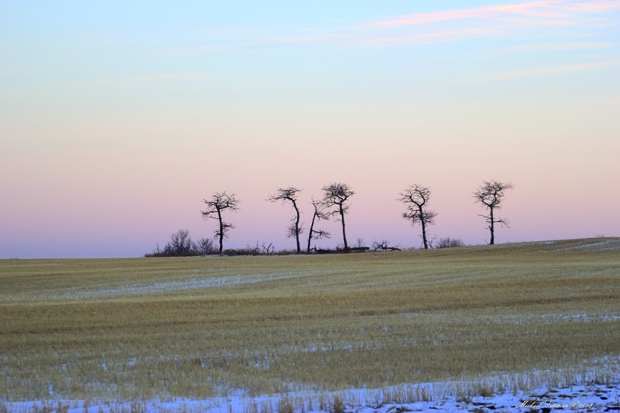 march, trees, field, evening, sunset, Michael Latman