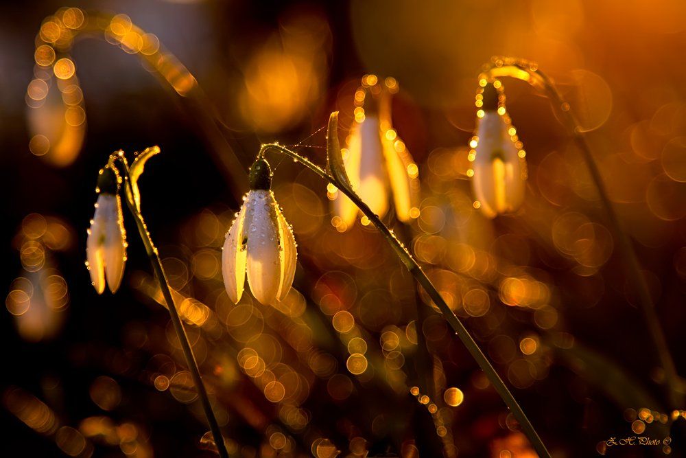 sunset, rain, drops, bokeh, golden, snowbells, Zdravko