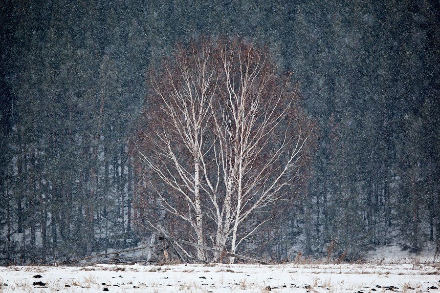 снег, метель, береза, Alexei Mikhailov