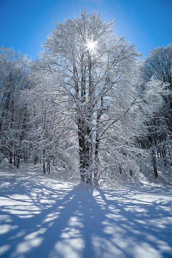 winter, sun, tree, snow, crimea, ukraine, nature, landscape, canon, back light, Irene Mei