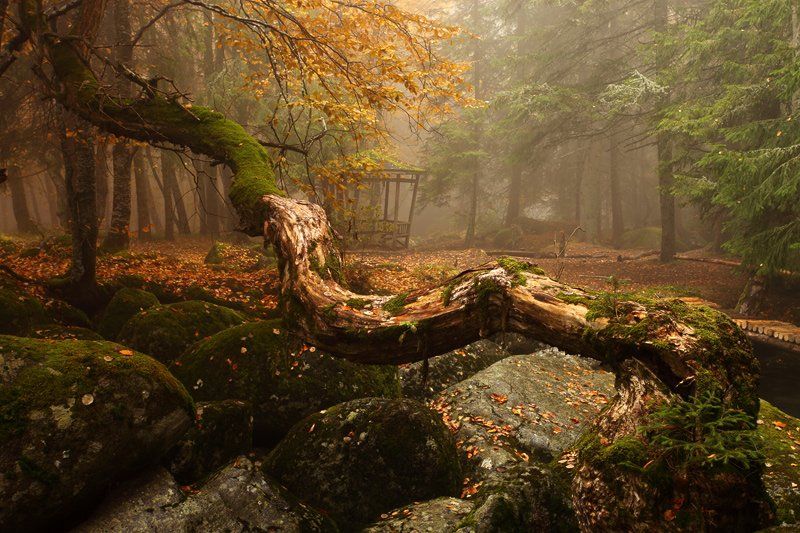 туман, лес, осень, болгария, fog, forest, bulgaria, autumn, Павел Пронин