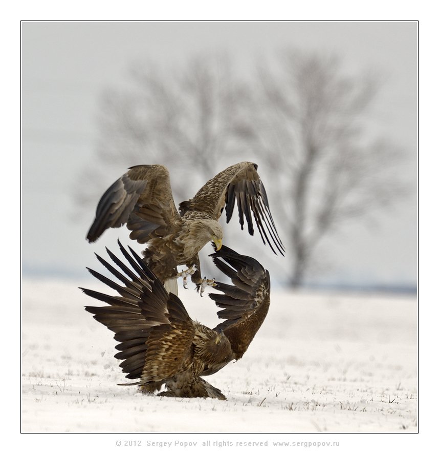 орлан-белохвост, фотографии дикой природы, Попов Сергей