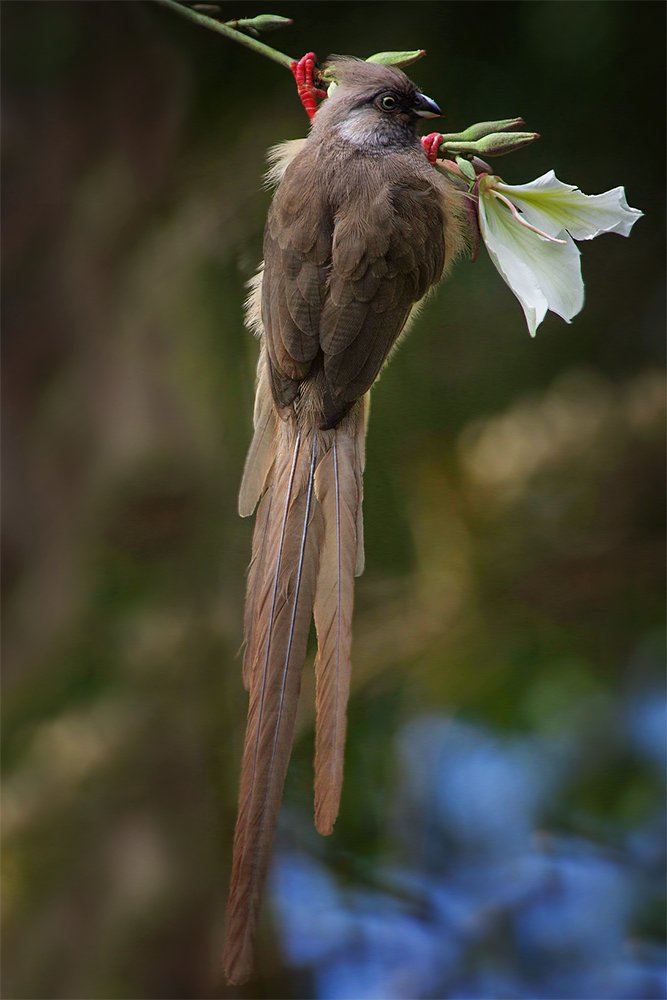 speckled mousebird, colius striatus, Евгени Стефанов