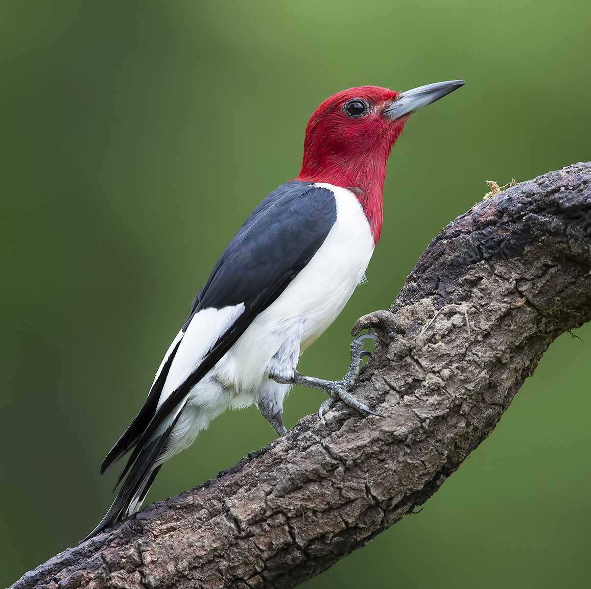 red-headed woodpecker, красноголовый меланерпес, woodpecker, дятел, птицы сша, Elizabeth Etkind