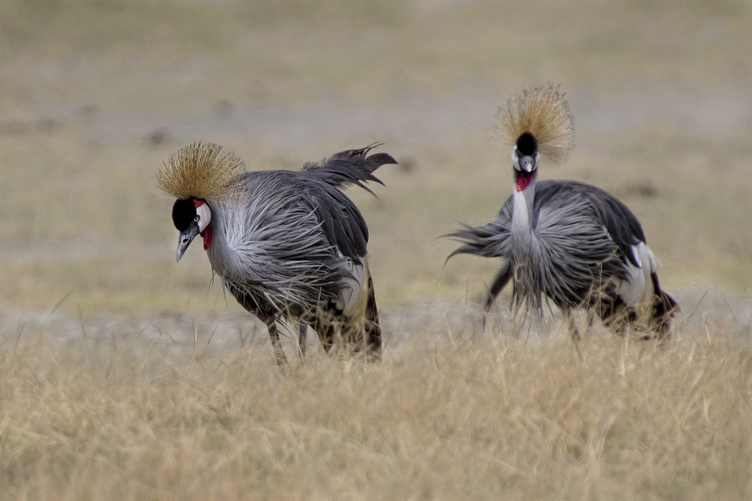 grey crowned crane ,balearica regulorum, Евгени Стефанов