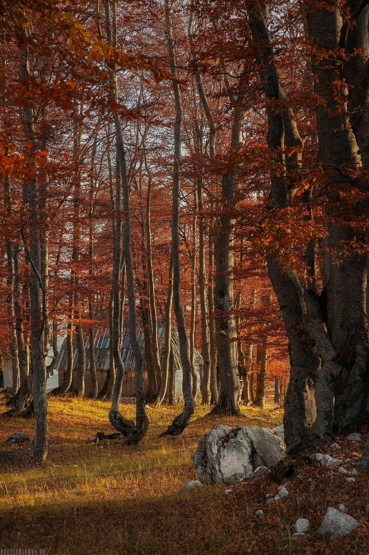 пейзаж, черногория, путешествие, лес, природа, осень, утро, рассвет, Анастасия Колесникова