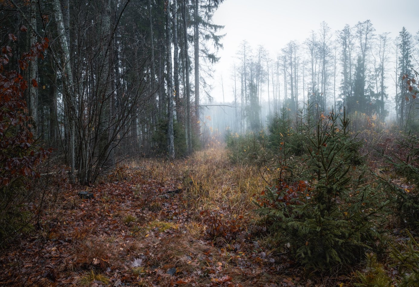 осень, лес, туман,, Сергей Шабуневич