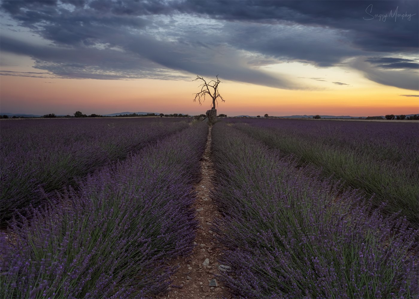 dead tree lavender field, Sergey Merphy