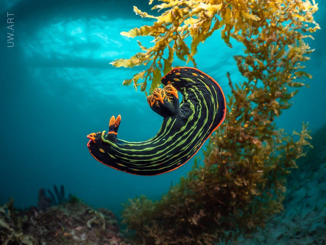 nudibranch, underwater, macro, fisheye, reef, ocean, nature, diving, Андрей Савин