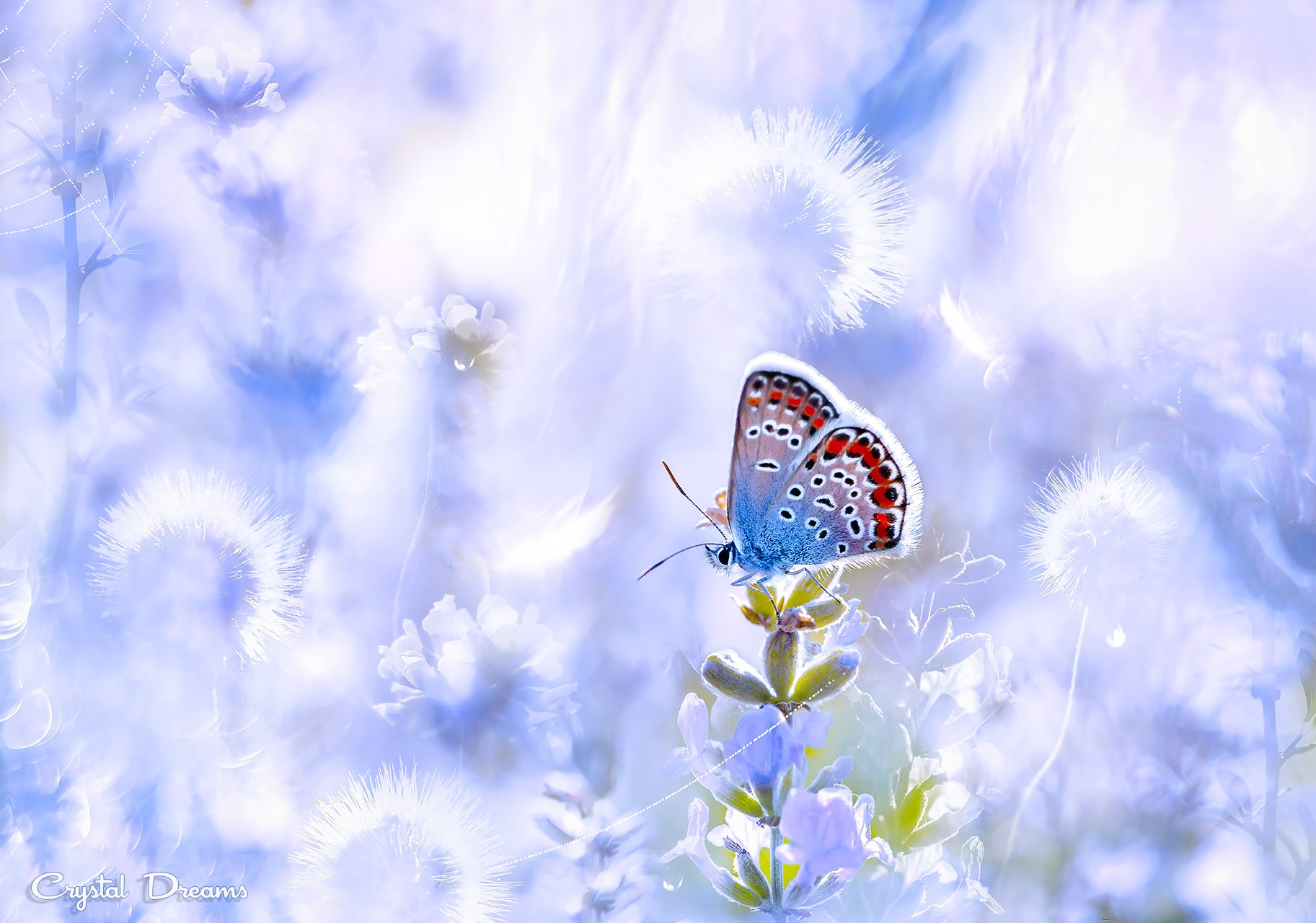 crystal dreams, macro, summer, color, art, nature, butterfly, Татьяна Крылова