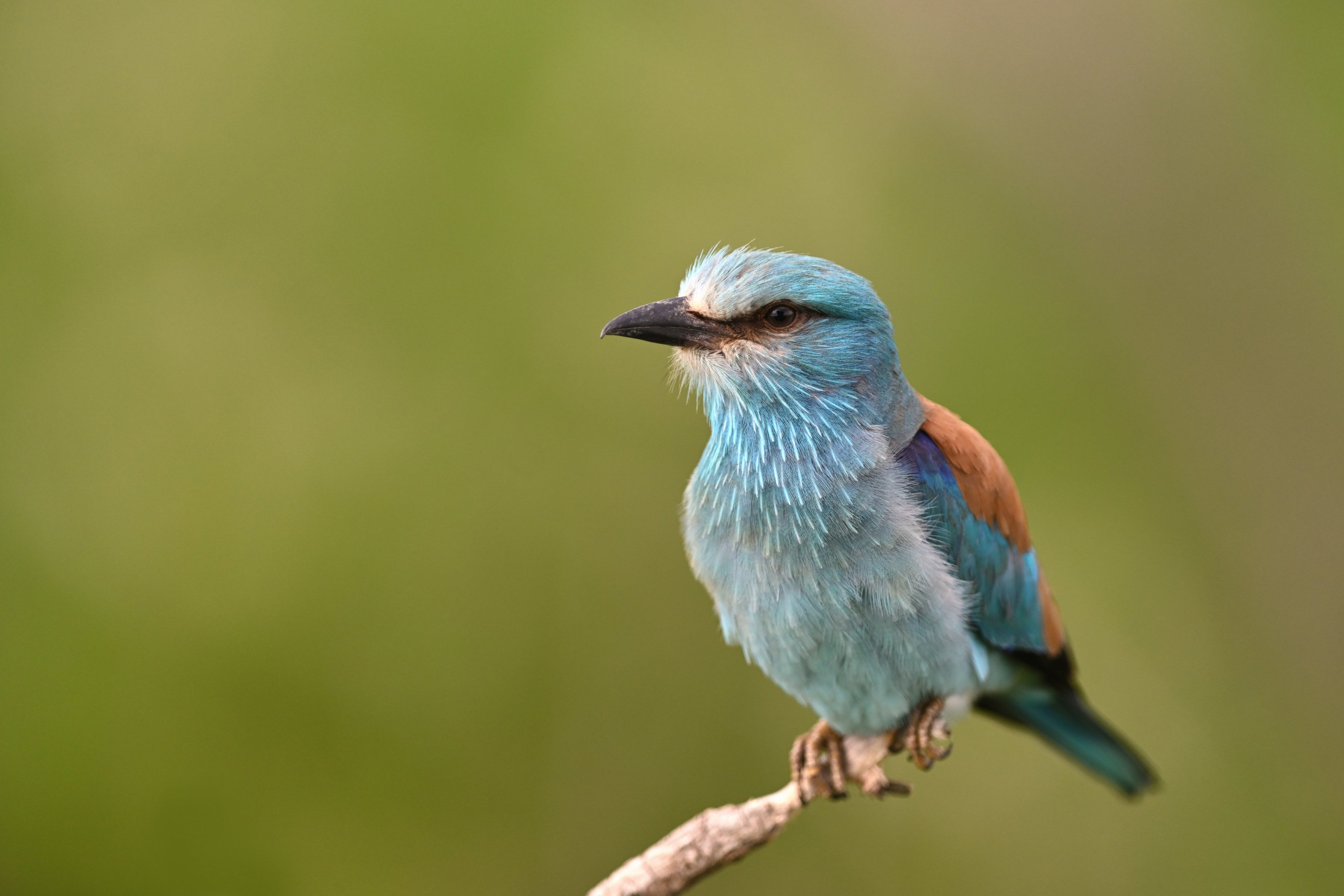 bird, birding, birdwatching, wild, wildlife, roller, european roller,, Juraj Benčík