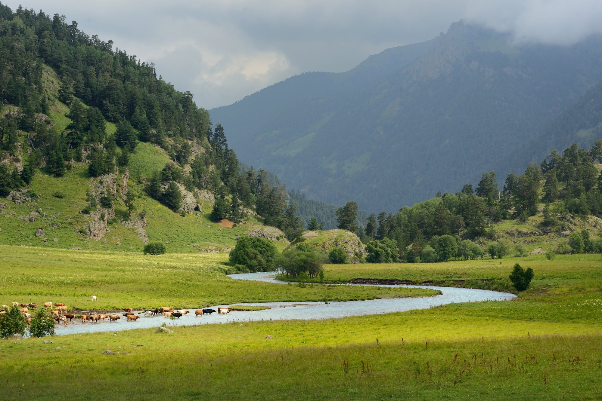 горы лето кавказ маруха коровы, Александр Жарников