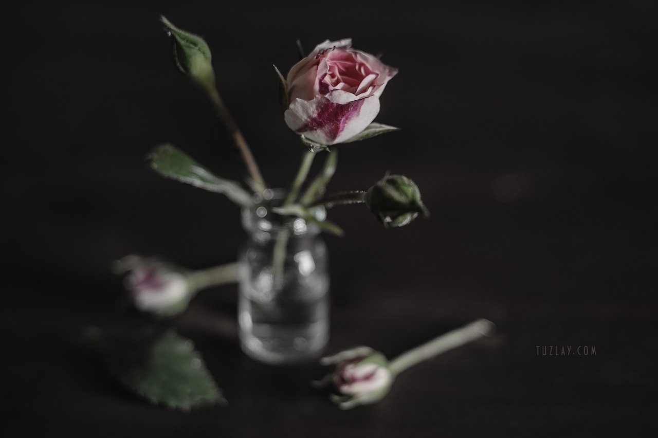 розы, маленькие розы, миниатюрные розы, кустовые розы, софт фокус, весна во флаконе, Владимир Тузлай